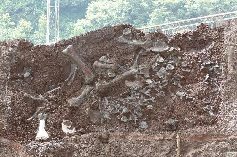“侏羅紀(jì)公園”即將問世？重慶見證我國新的“恐龍動(dòng)物群” 產(chǎn)生